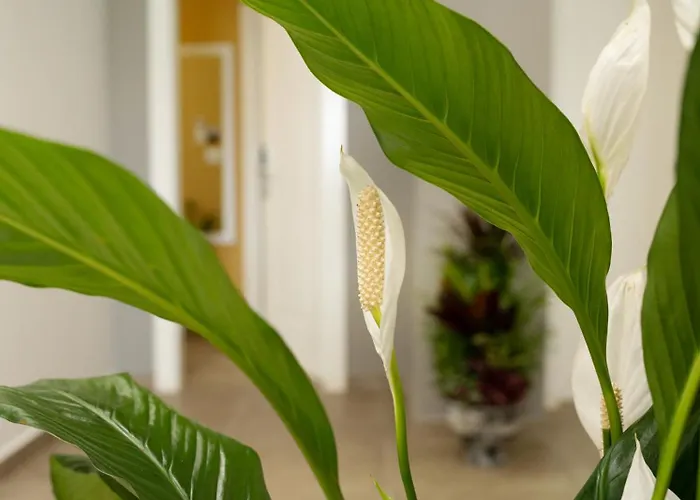 Luris Golem (Tirana)