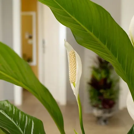 Luris Golem (Tirana)